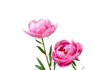 Obraz premium Blooming pink peony flower isolated on white background, beauty, white background, bloom