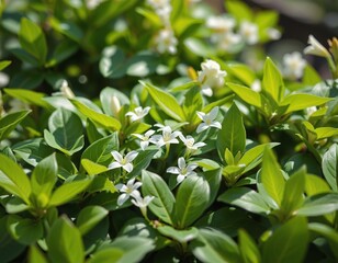 Obraz premium Lush White Flowering Vegetation