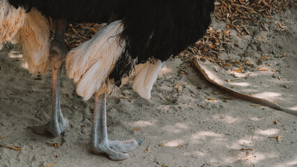 Close up of massive and long legs of ostrich standing on dry soil in savanna climate in zoo. Lush plumage of body with black and white feathers. Details close up.