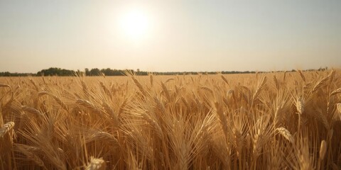 Golden wheat field under the sun, ready for harvest, landscape, farming