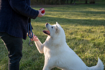 portrait d'un chien akita blanc magnifique, qui donne la patte pour jouer avec son maitre