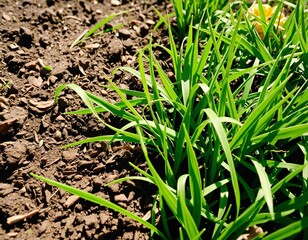 Lush Grass Field with Soil Texture and Animal Activity
