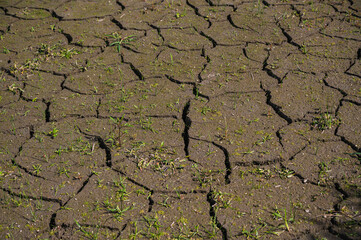 秋のひび割れた地面
