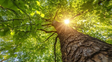 Looking up through tall mature tree canopy with sunburst filtering through bright green spring leaves, copy space