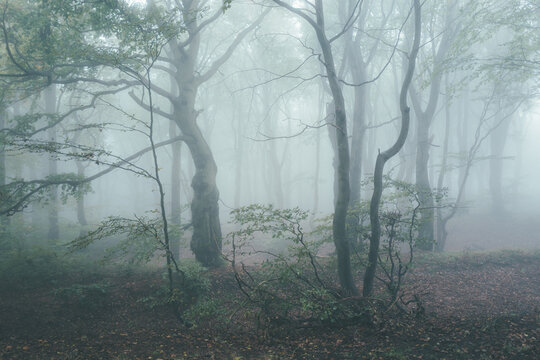 fog in the forest