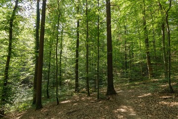 Dusty trail path in a green forest with trees under bright sky