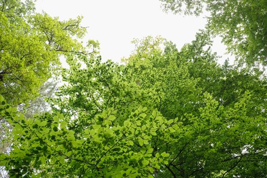 Low angle of high green forest with trees under bright sky