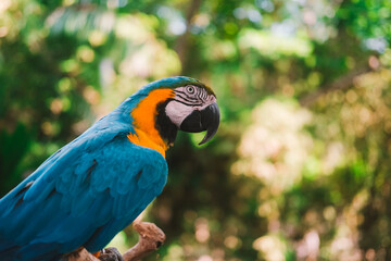Portrait of a blue and yellow Macaw parrot sitting on a wooden perch against a lush green tropical garden. Exotic bird in a zoo looking at the camera. Bird watching.