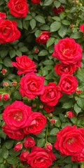 Vibrant red rose flowers in full bloom, creating a stunning natural background, fresh, vibrant