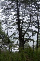 View of a Nothofagus dombeyi tree, also known as Coihue, branches and leaves silhouette in the patagonian forest. 