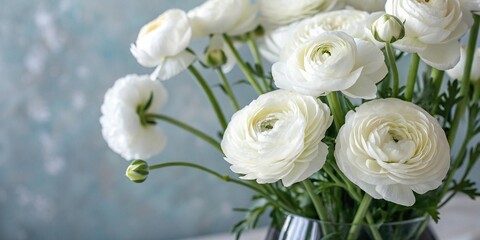 White ranunculus flowers against a blurred background, soft focus, spring blooms, flower fields, white ranunculus, light airy texture