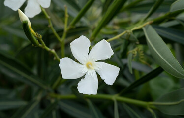 Floral. Closeup view of Nerium oleander flower of white petals, blooming in the garden.	
