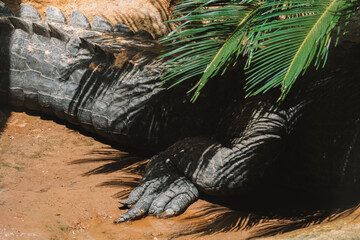 Close-up of a powerful leg of a crocodile sitting in the jungle at a zoo and hunting for prey. The texture of the crocodile's thick skin. The claws dig into the ground.