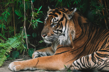 A close portrait of a Bengal tiger lying against a background of green foliage in a subtropical climate in a zoo under protection. Endangered animal species. Nature conservation. Ecology and zoology.