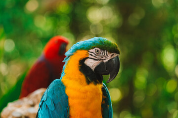 Portrait of blue and yellow macaw parrot sitting on wooden perch with red parrot and lush green tropical garden in background in blur. Exotic bird in zoo looking at camera. Bird watching.