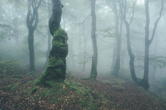 morning in the forest