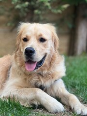 Young golden retriever