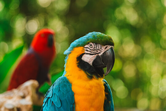 Portrait of blue and yellow macaw parrot sitting on wooden perch with red parrot and lush green tropical garden in background in blur. Exotic bird in zoo looking at camera. Bird watching.