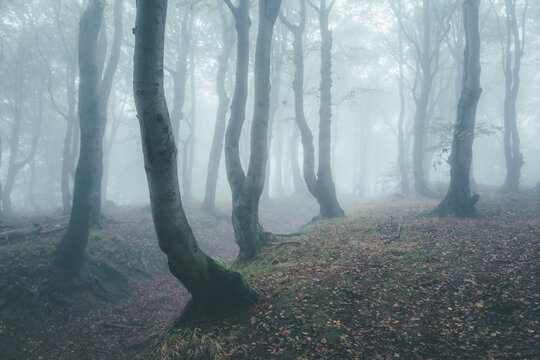 fog in the forest