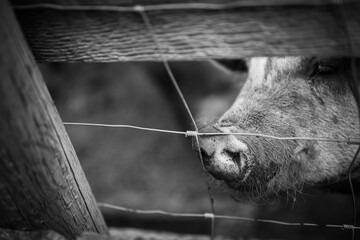 Head and snout of a adult pig sticking out past a wire fence. 