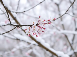 A delicate cherry blossom branch emerging from a snow-covered tree branch, renewal, transition, peaceful