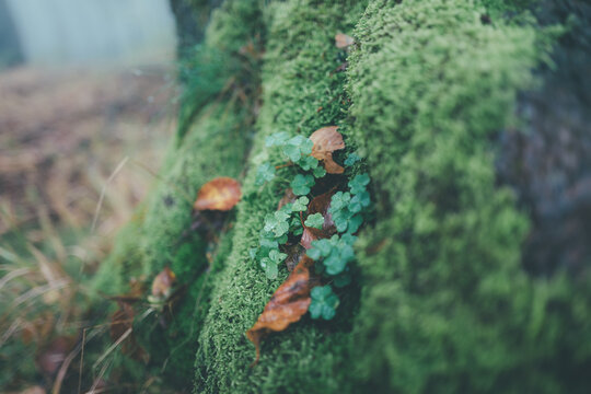 moss on tree