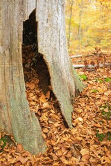 Hollow tree trunk with autumn leaves in forest.