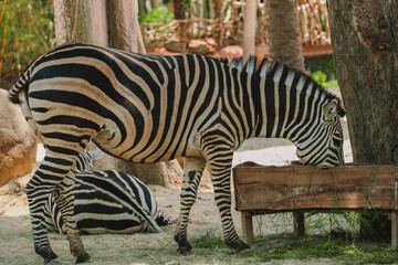 Close-up of a zebra eating grass in a zoo. Preservation of rare mammals in nature reserves. The zebra is kept in a space that imitates the savannah. Ecology and zoology.