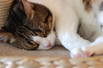 Cute tabby cat sleeping on the cat tree at home. Selective focus.
