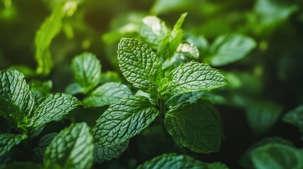Fresh Mint Leaves Close-up
