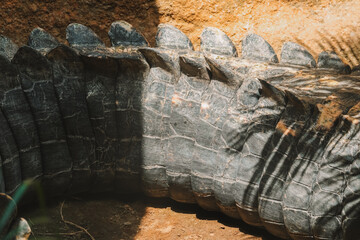 Close-up of powerful crocodile tail sitting in zoo jungle and hunting for prey. Texture of thick crocodile skin. Jagged long tail of reptile. Alligator details close.