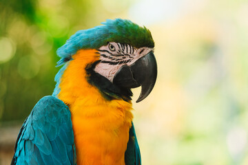 Close up portrait of a blue and yellow Macaw parrot sitting on a wooden perch against a lush green tropical garden. Exotic bird in a zoo looking at the camera. Bird watching.