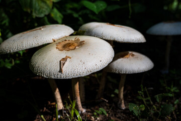 Mushrooms in the forest