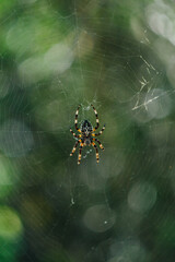 spider in the web