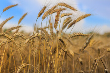 Ripe ears of wheat ripened in the field