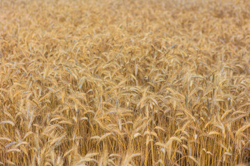 Ripe ears of wheat ripened in the field