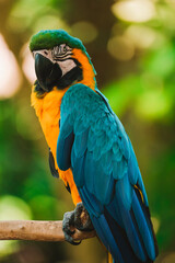 Vertical portrait of a blue and yellow Macaw parrot sitting on a wooden perch against a lush green tropical garden. Exotic bird in a zoo looking at the camera. Bird watching.
