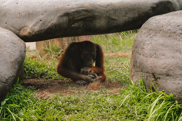 Medium shot of an old orangutan who has taken refuge in a rock cave alone. He looks very sad and thoughtful. Smart primates in a zoo, endangered.