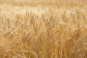 Grass, wheat and field with growth outdoor of grain harvest, agriculture farm and crop production...