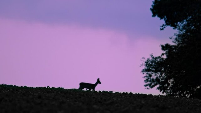 A deer in a field at sunset