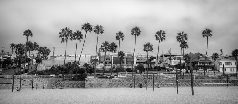 Manhattan Beach Palms Black & White