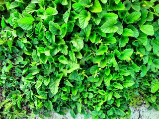 Plantas