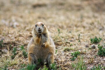 Prairie dog standing alert in field