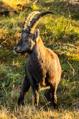 Steinbock - Sonnenaufgang Hochlantsch - Teichalm - Almenland - Herbst