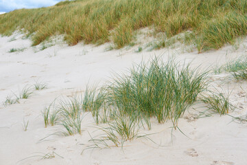 Sand, green grass and beach with natural growth for ridge, mound or formation of seasonal change on coast. Empty, bush or greenery with land of wilderness, slope or Baltic Sea for ecology by dunes