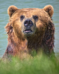 Obraz premium closeup of grizzly coming out of water
