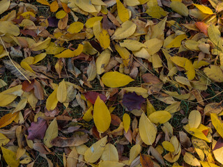 autumn leaves background