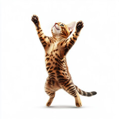 Playful Bengal Cat with Paws Raised Isolated on White