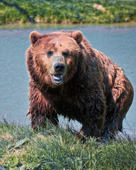 grizzly bear coming out of water