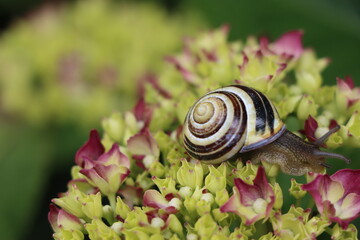 Schnecke auf Hortensie im Herbstgarten